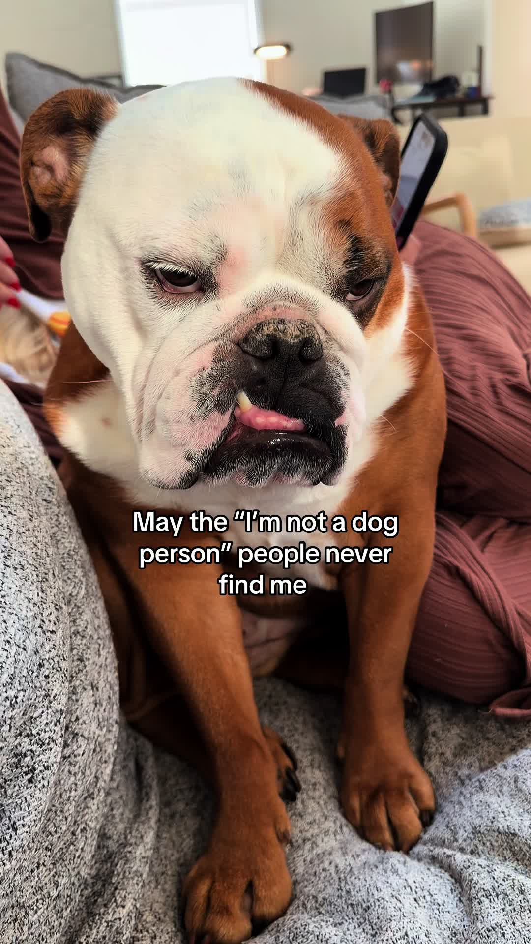 @Poptart The Bulldog