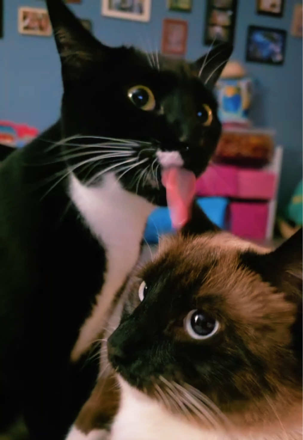 @Brad the CatDad 🐾