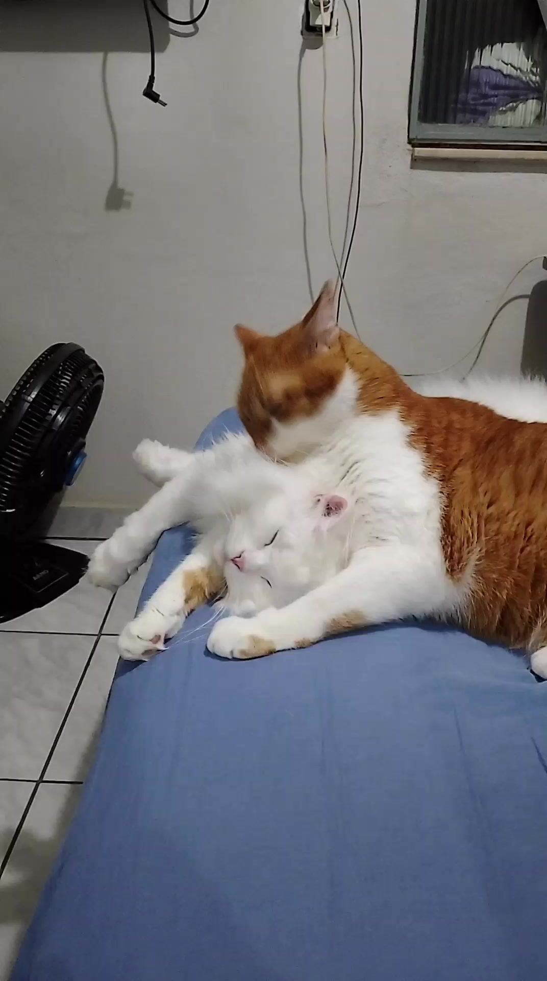 @O GATO ZEZÉ