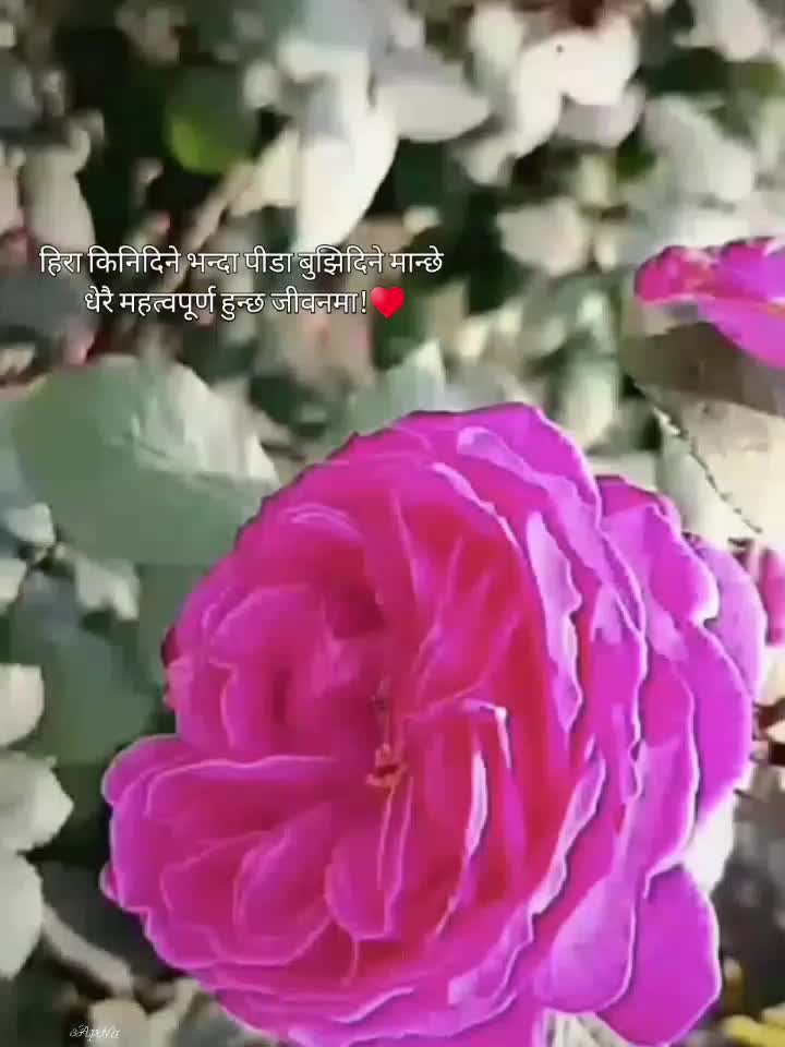 @❤️🦚