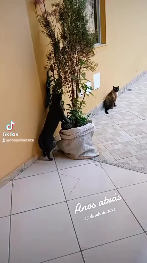 @O GATO ZEZ&Eacute;