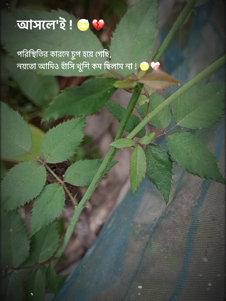 @💫💫Asha Akther Arisha💫💫