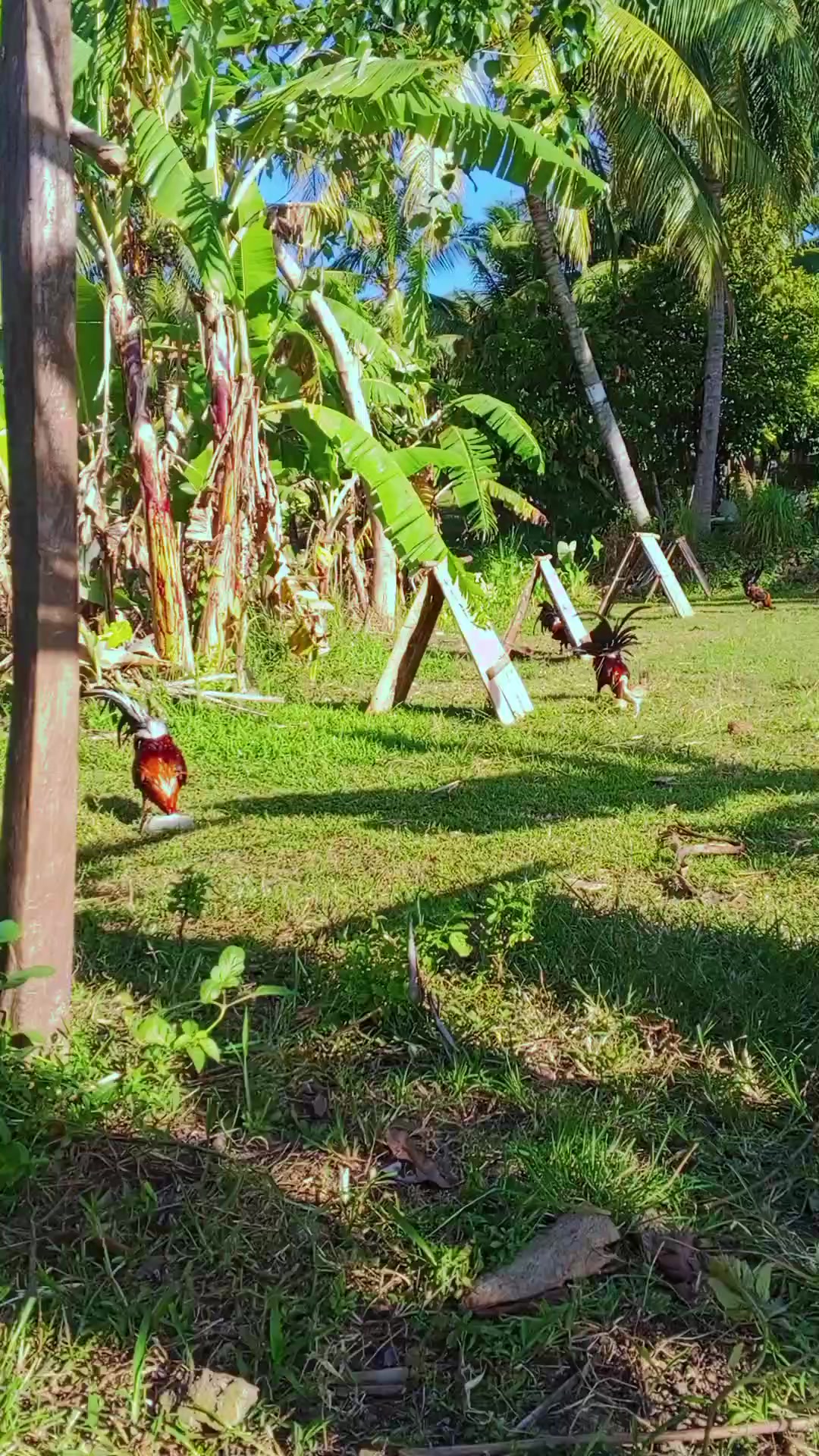 @BONALNOKK🐓