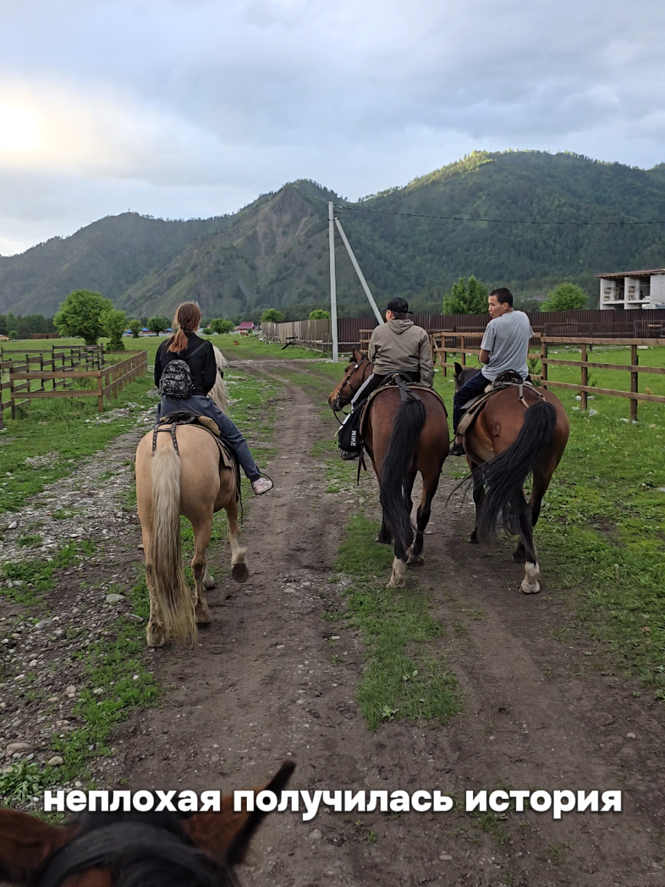 @tg: altaihorses