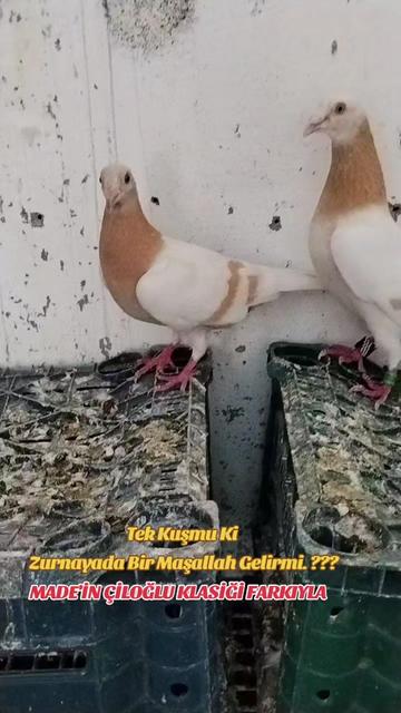 @ÇİLOĞLU KLASİĞİ