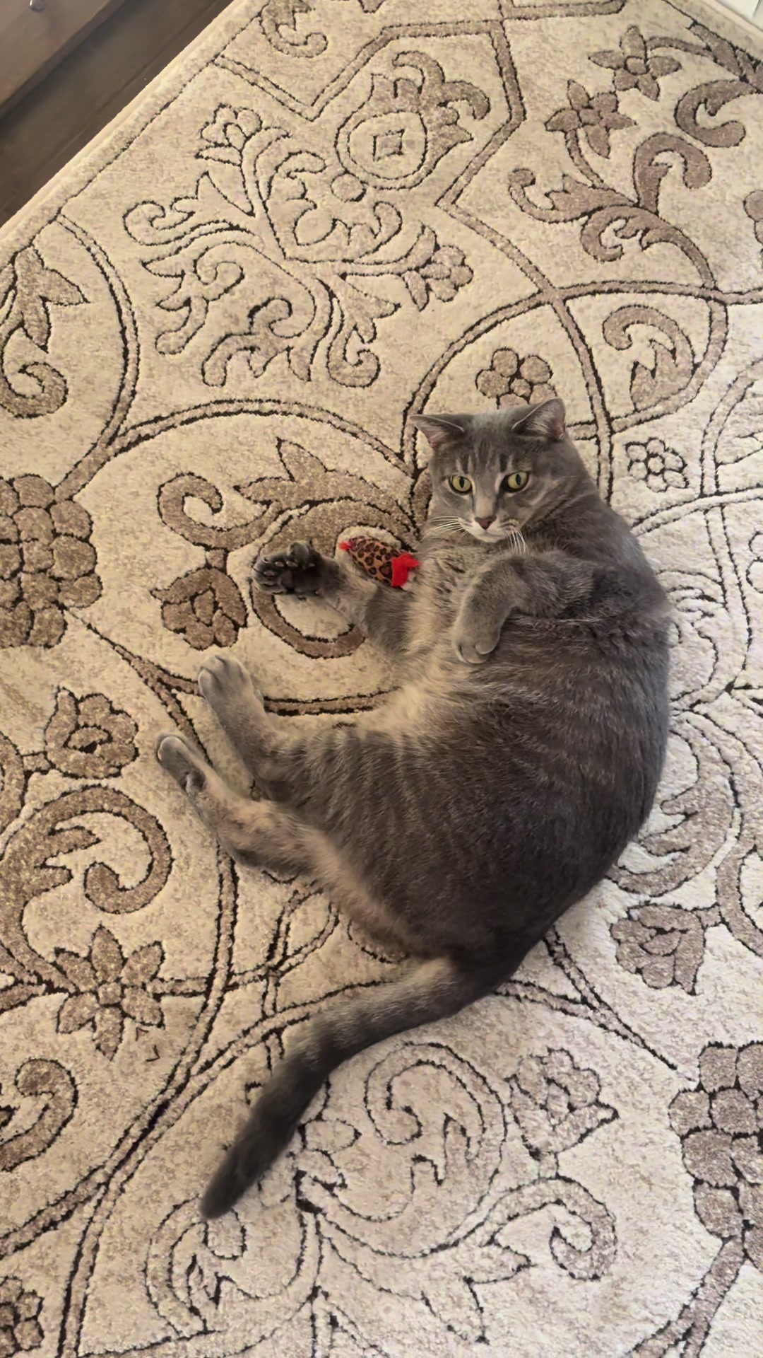 @🐈⬛ Furry Friends 🐈