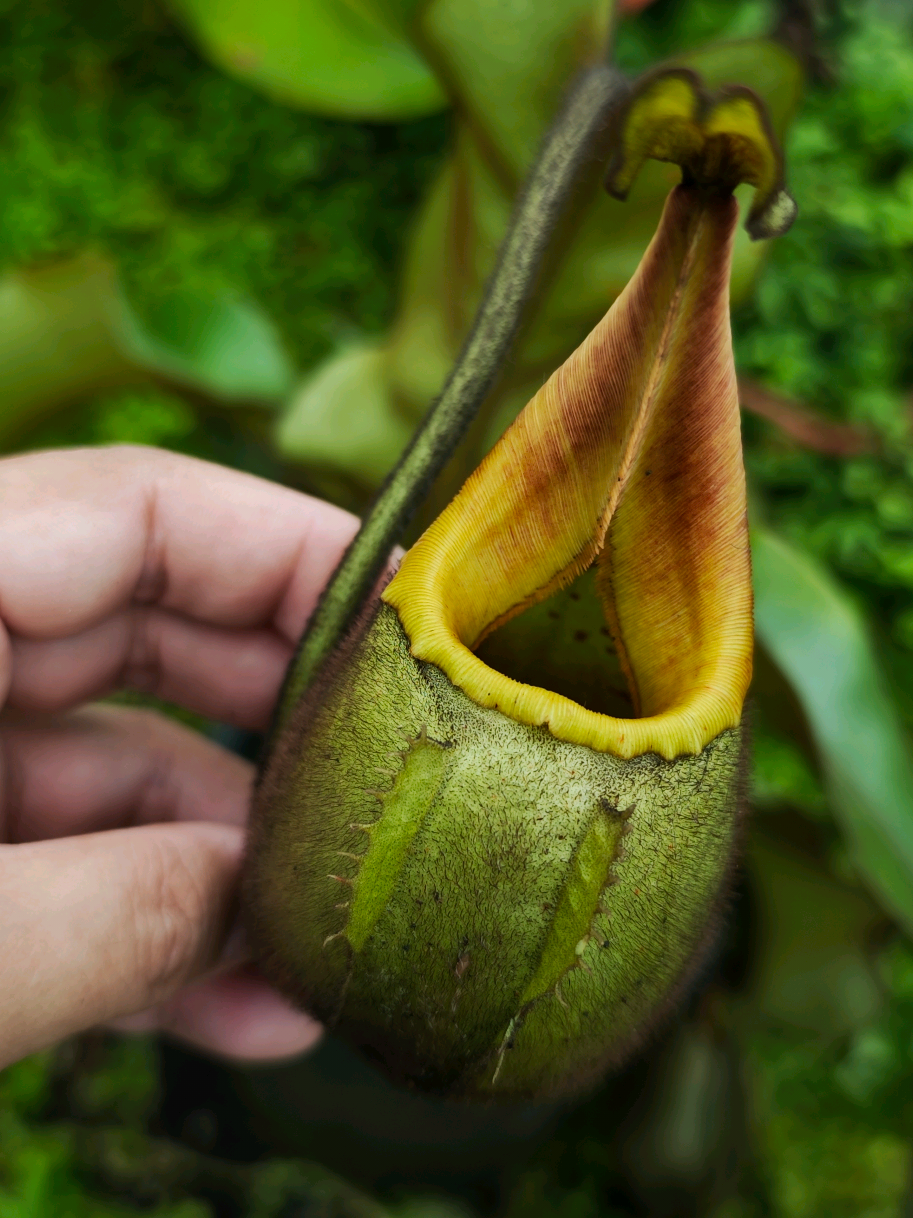@GSp.Rayong Nepenthes