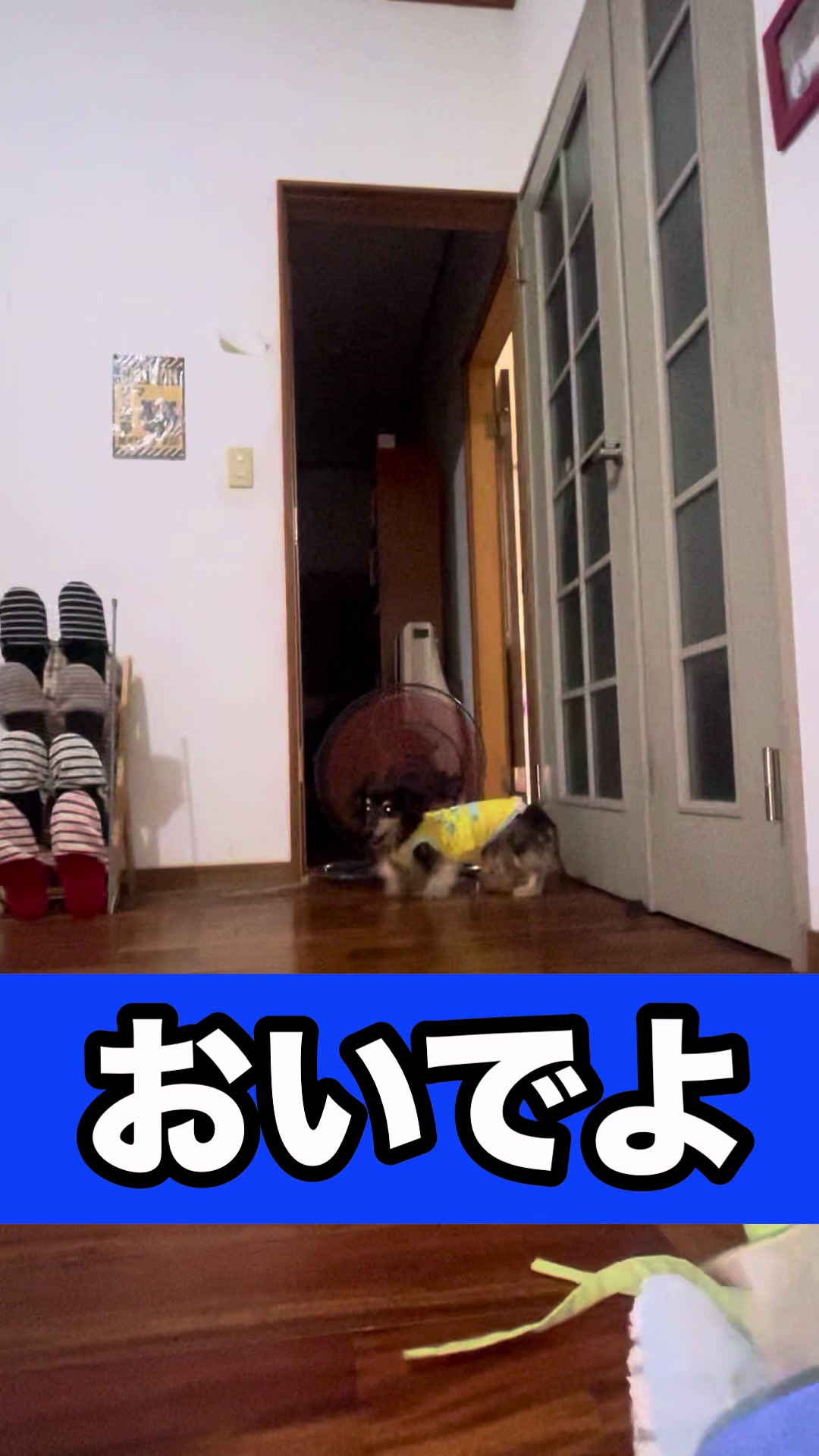 @藤原 政宗　動物好き❤️飛行機好き❤️
