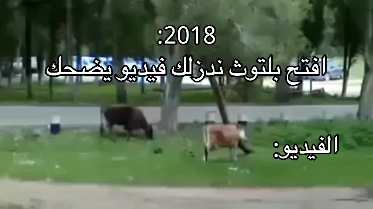 @﮼حمادي |𝐀𝐥𝐛𝐚𝐫𝐚𝐬iI