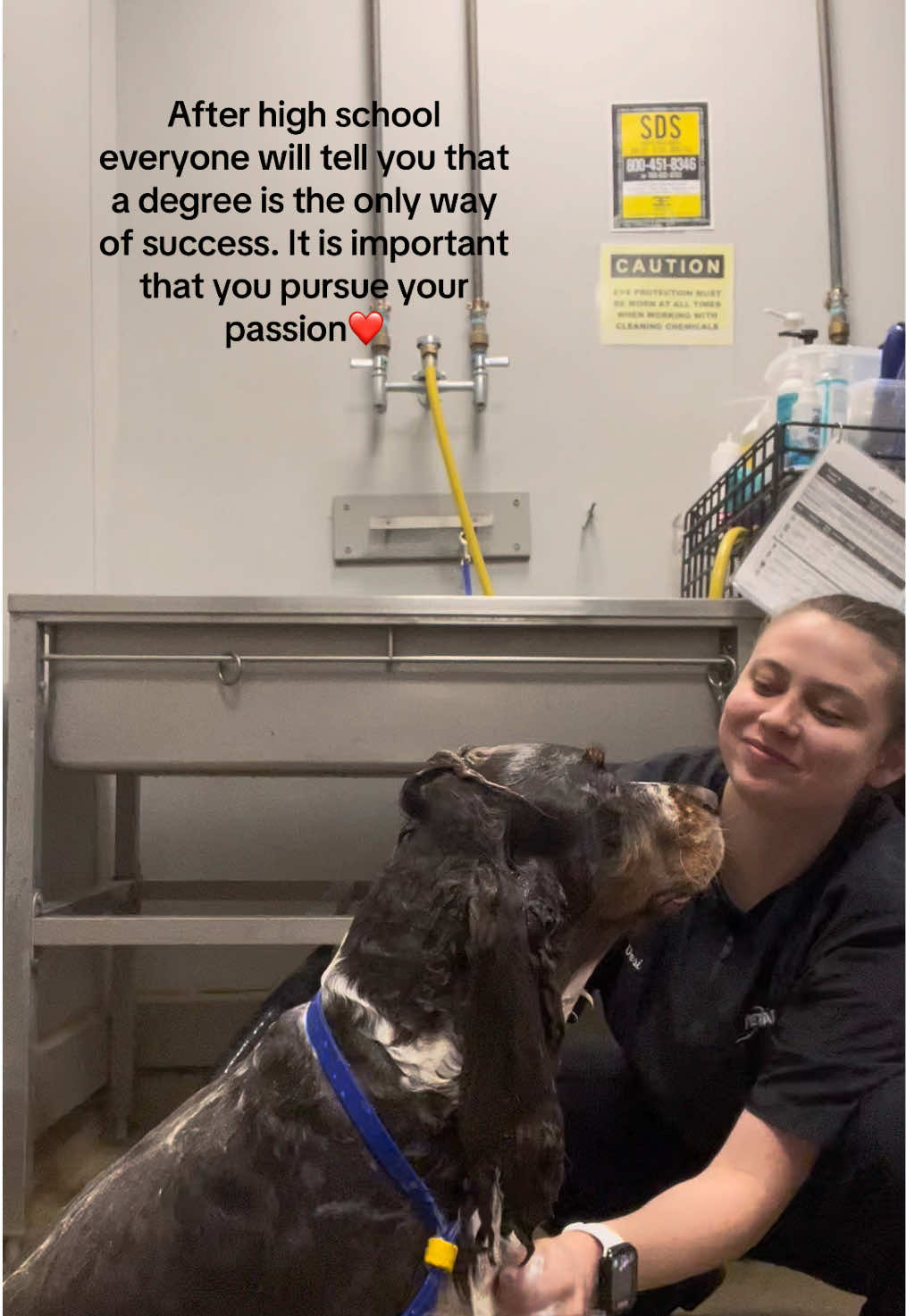 @desilynns_dogs
