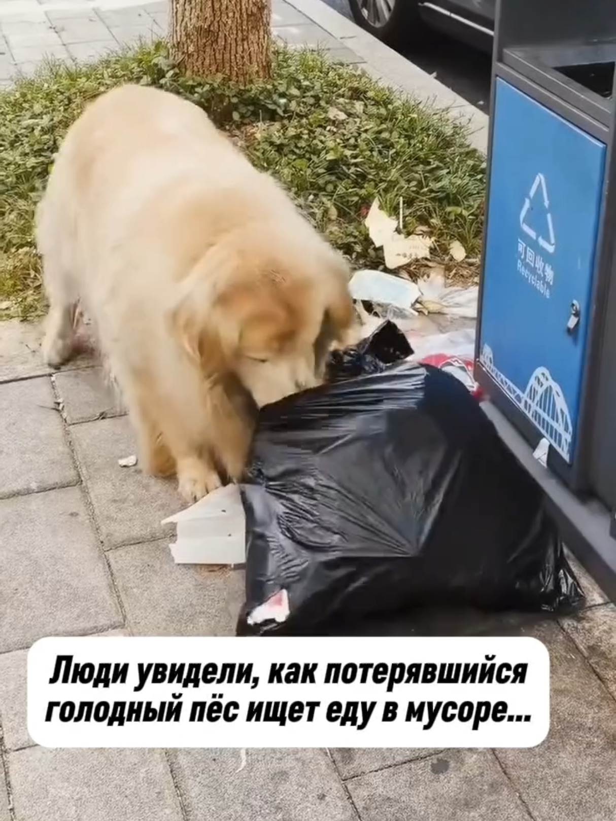 @RescueAnimals Nir