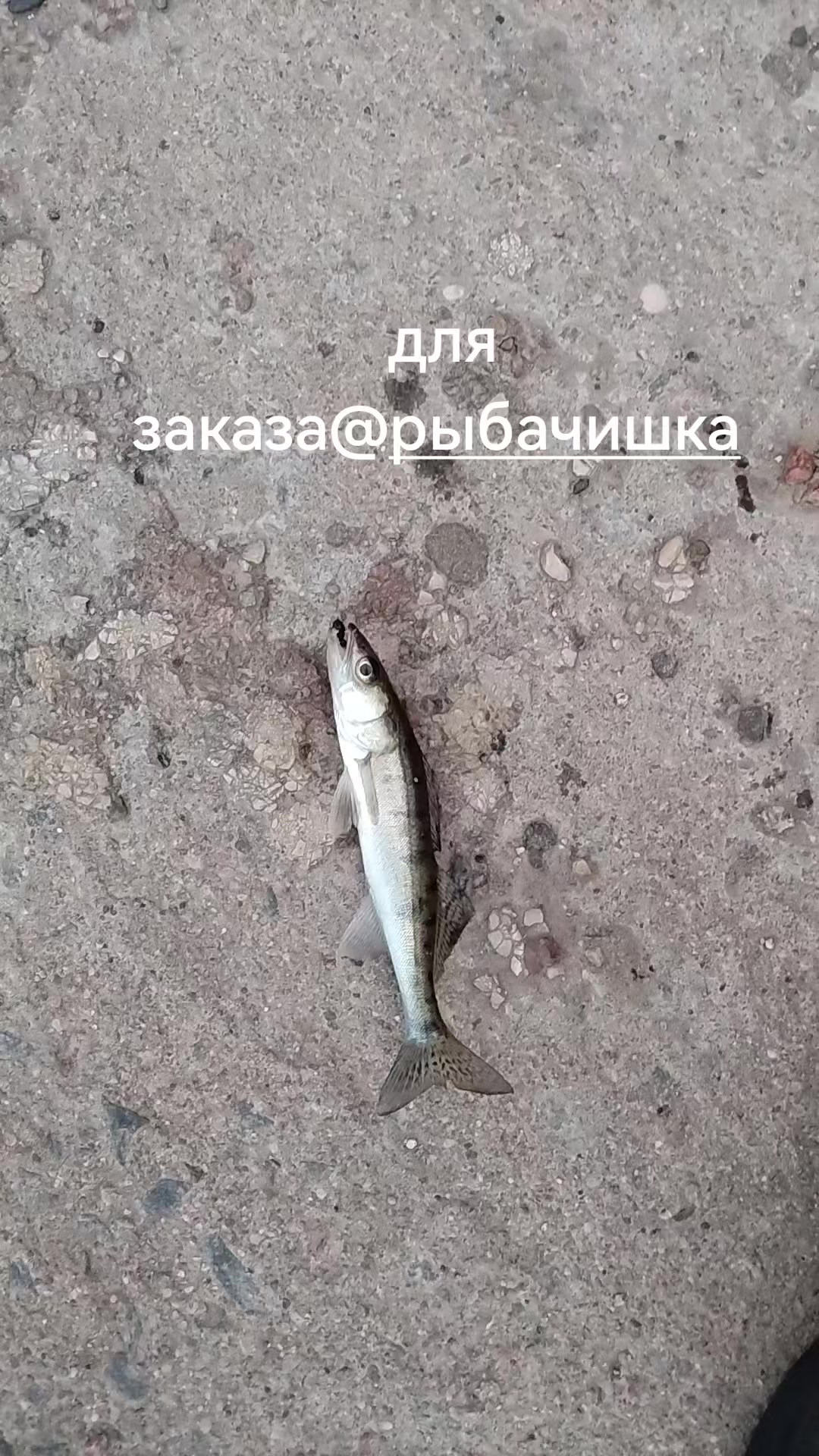 @рыб@чок