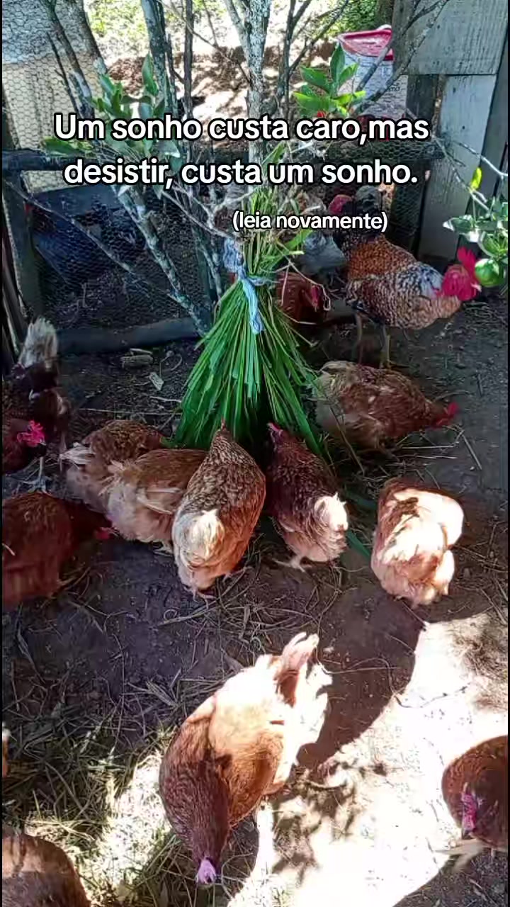 @Criatório Fênix 🐦🔥