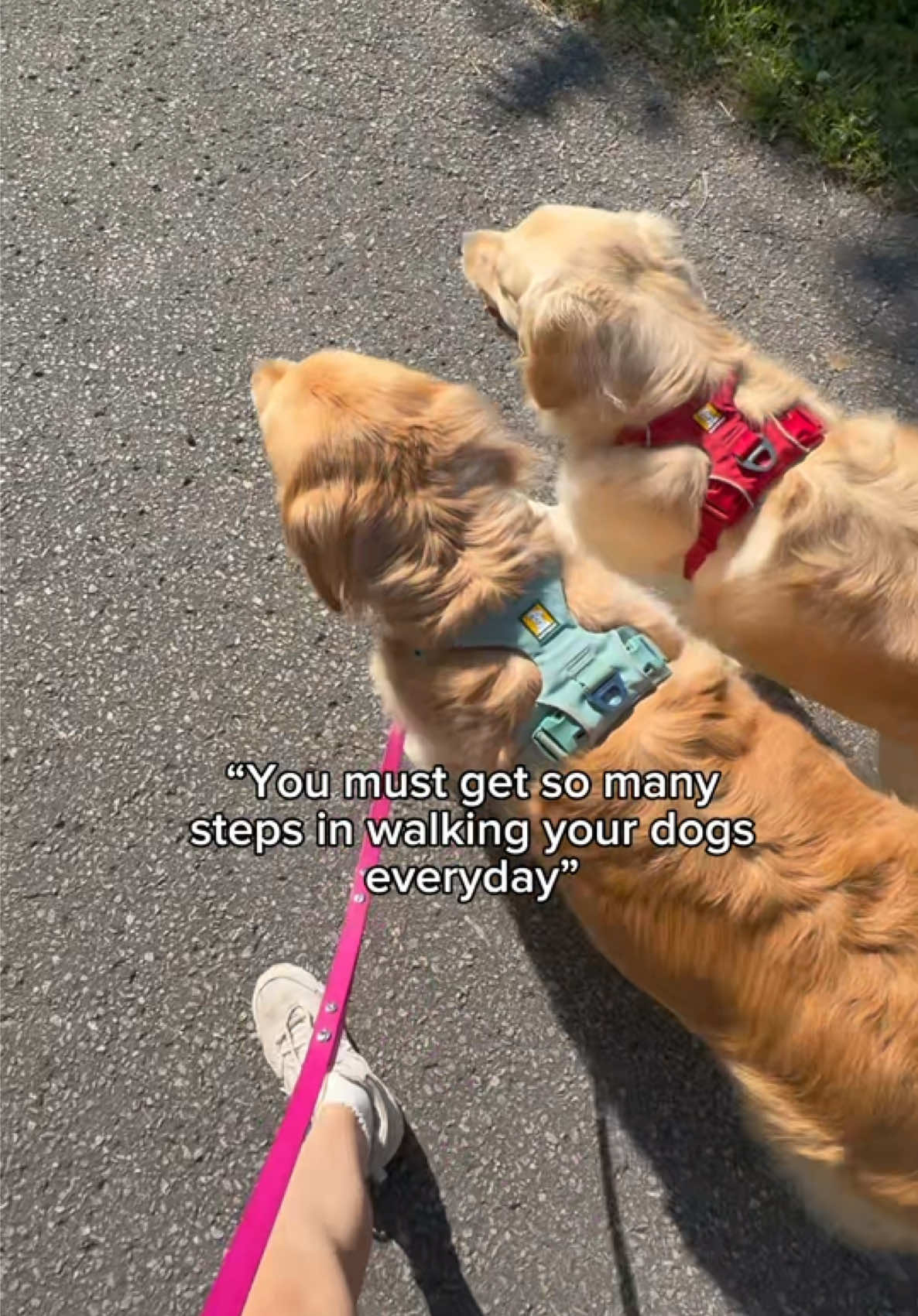 @Daisy & Maple the Goldens
