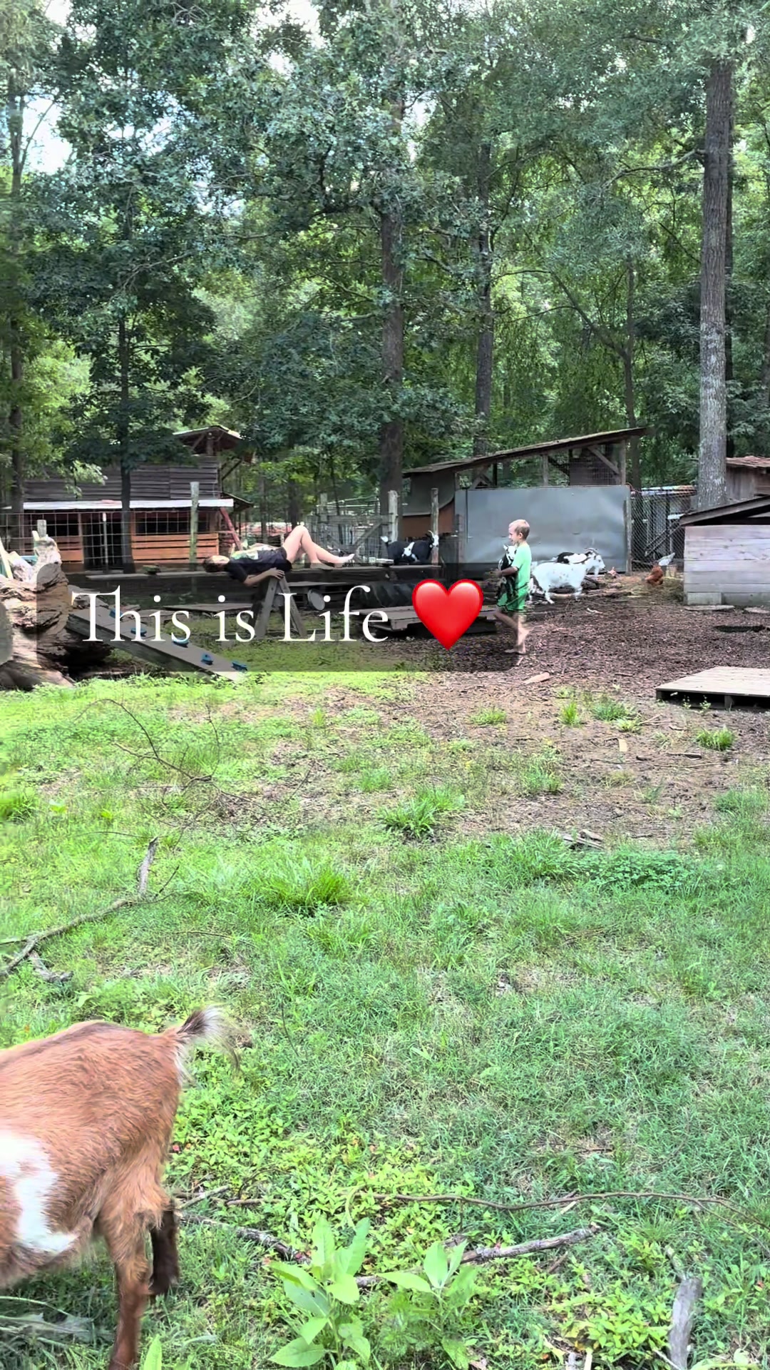 @Gray Acres Homestead