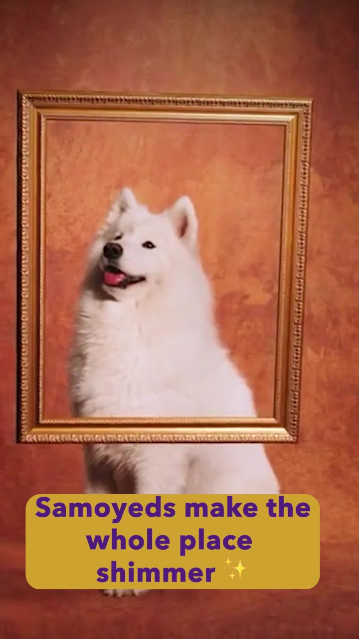 @Westminster Kennel Club