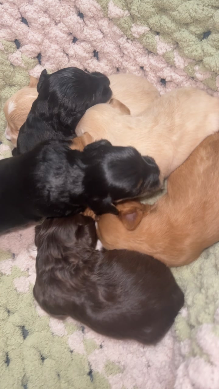 @Black Creek Kennels Schnauzers