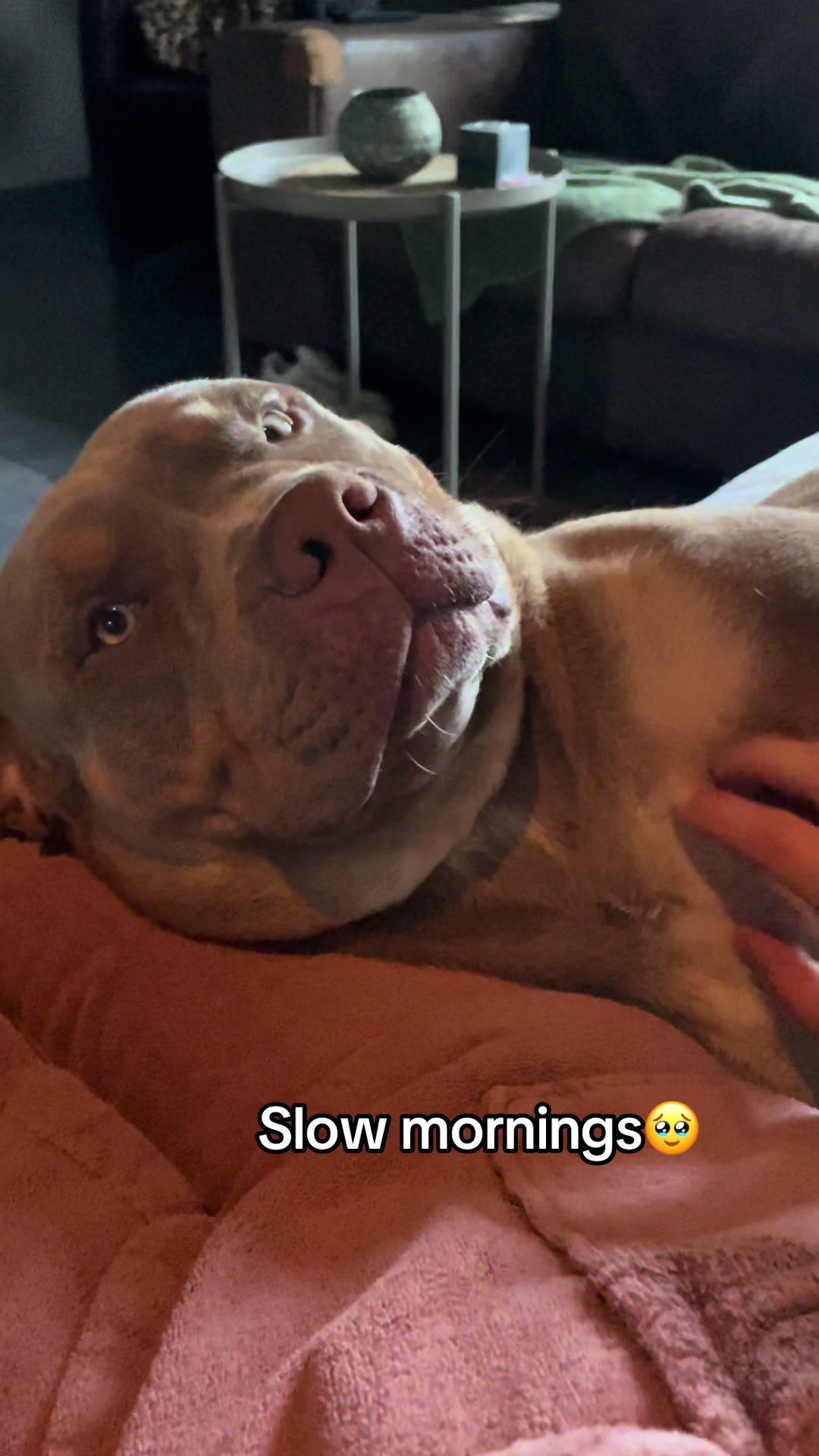 @bigdutchbullykennel