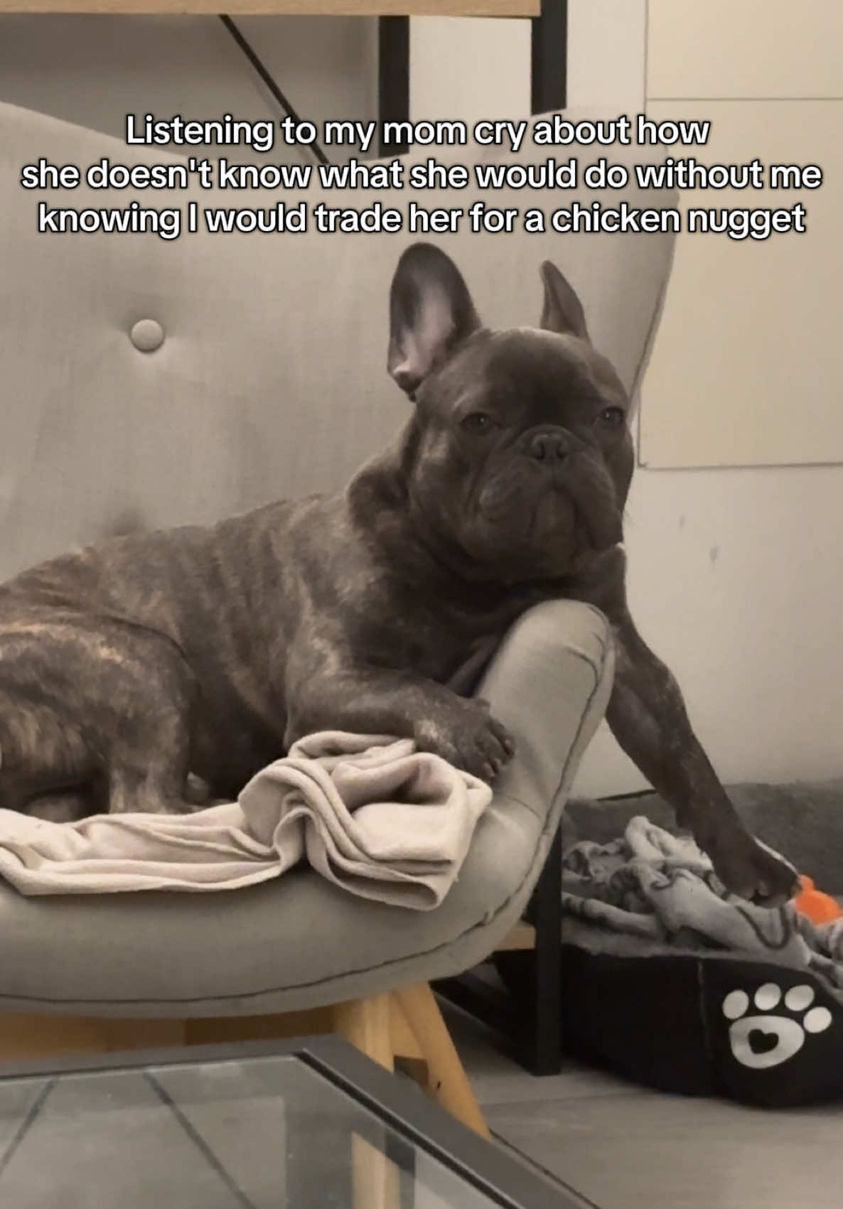@Bose the frenchie