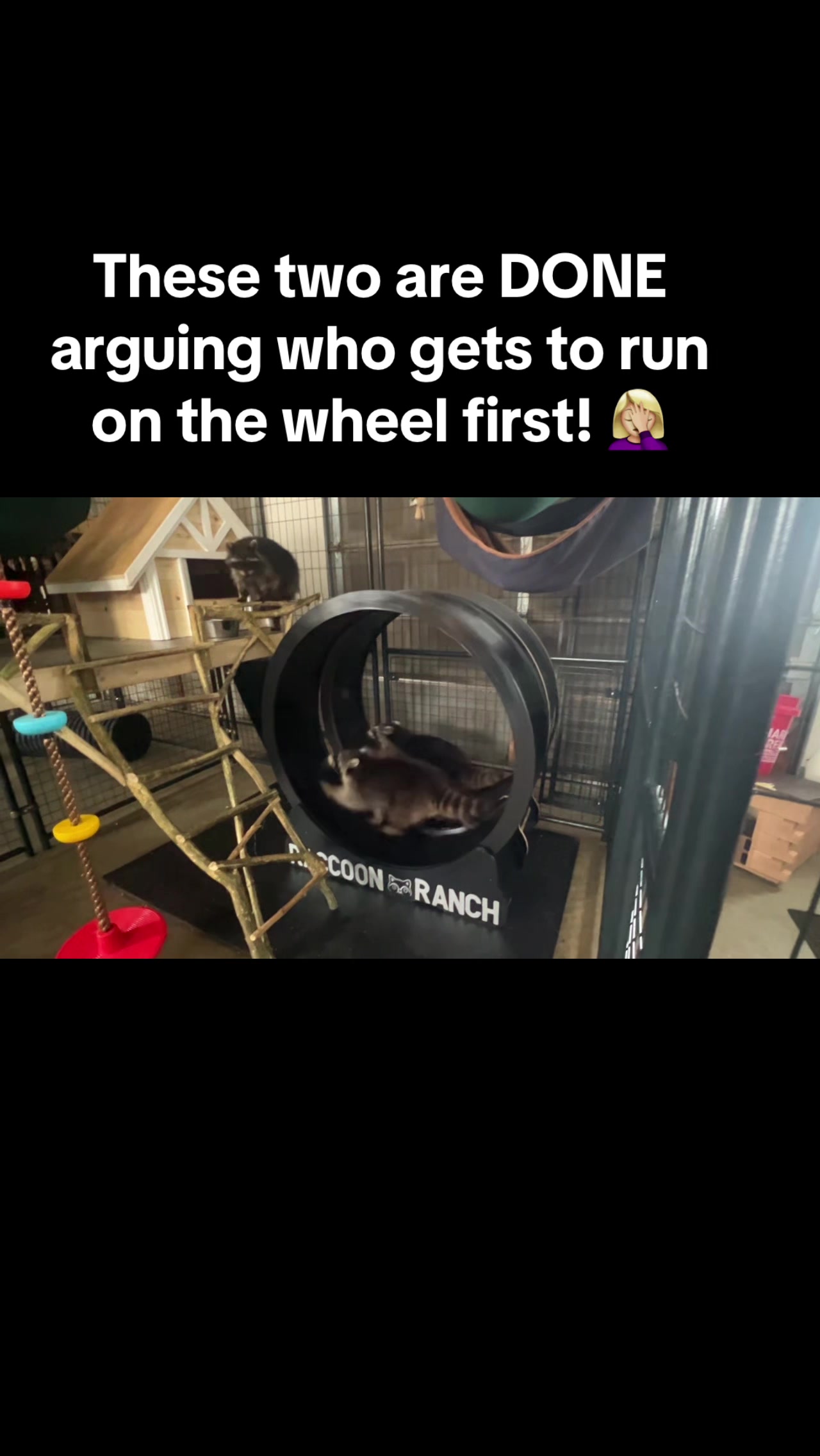 @BushBabyTheRaccoon
