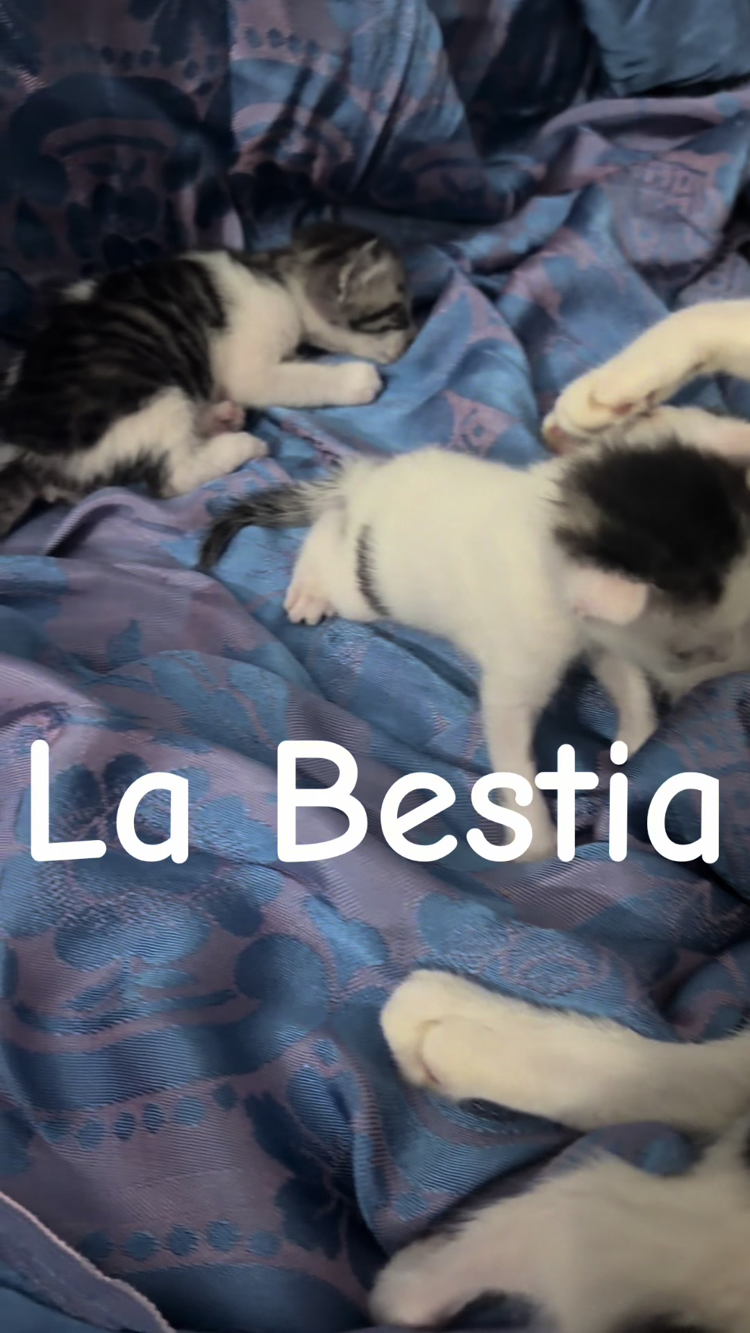 @LA BESTIA⭐️EMANUELLE CRISTALDI