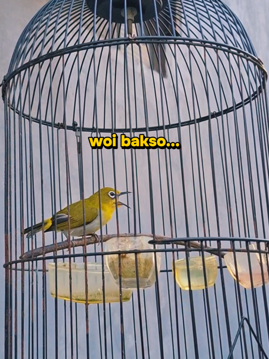 @totalbukpar