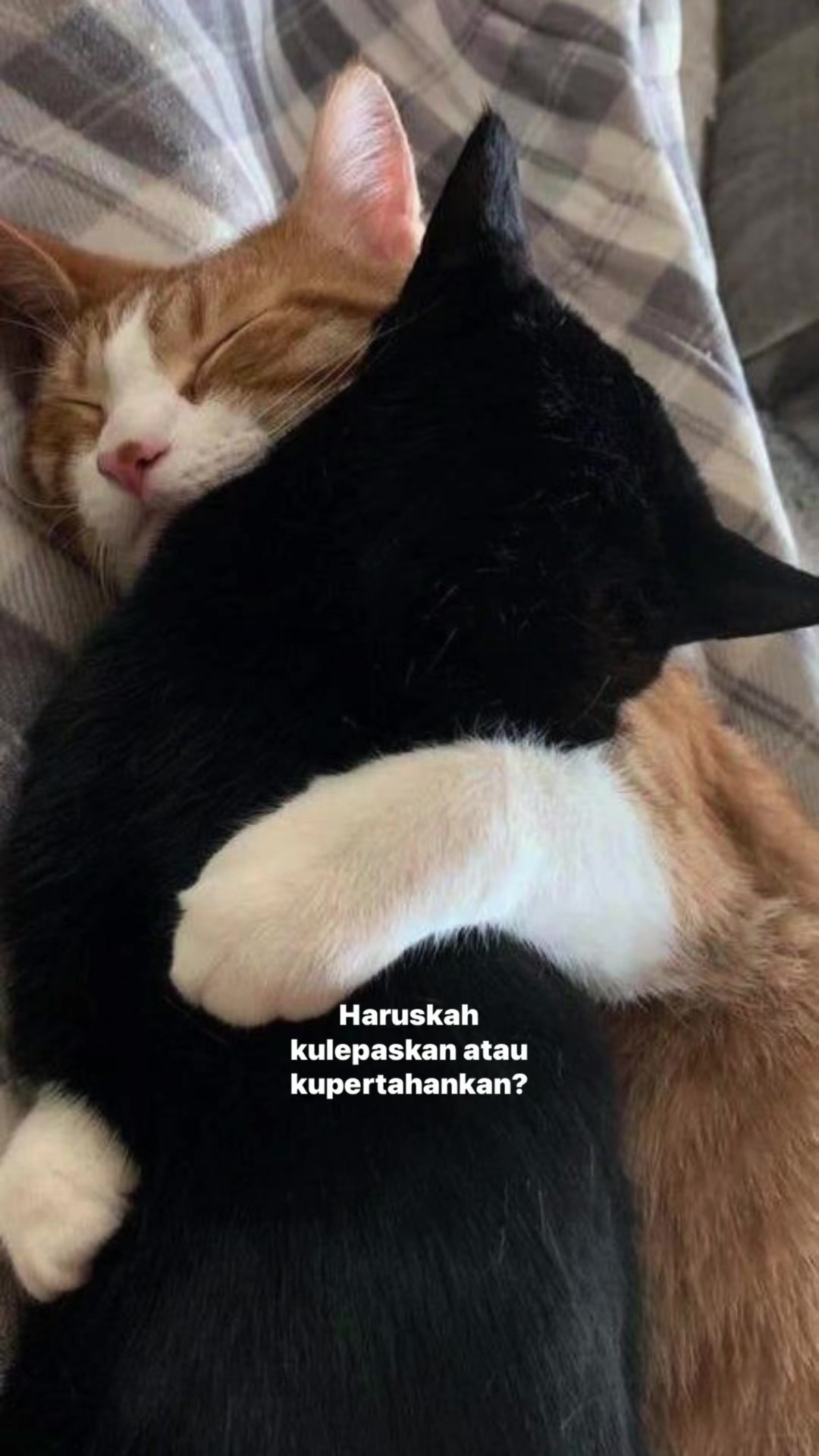 @^~^