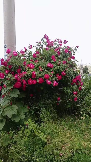 @32 Yörük mercangül 🌹 💕💕💕32