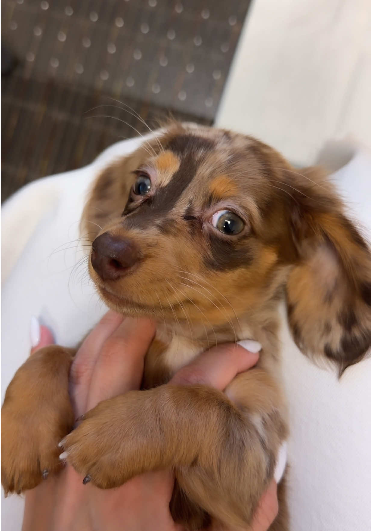 @Oli the Mini Doxie