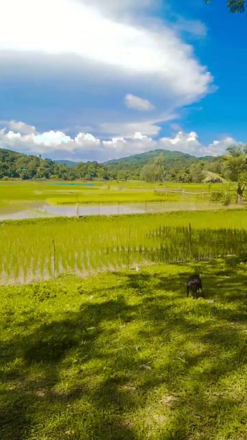@গোপালগঞ্জের ছাওয়াল