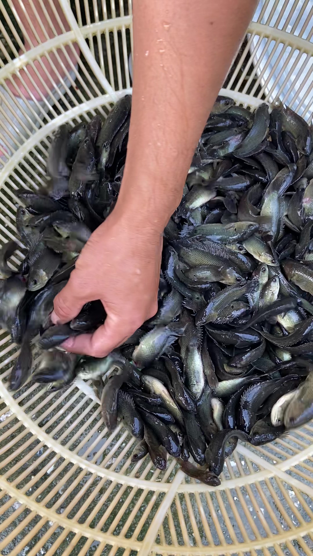 @Trại Cá Giống Quang Lâm