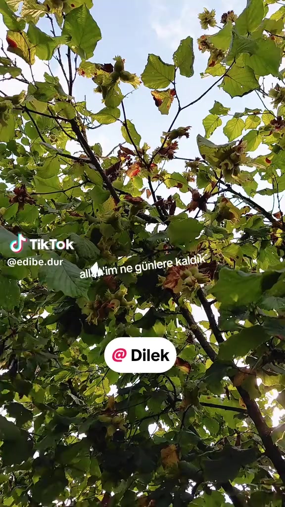 @Dilek