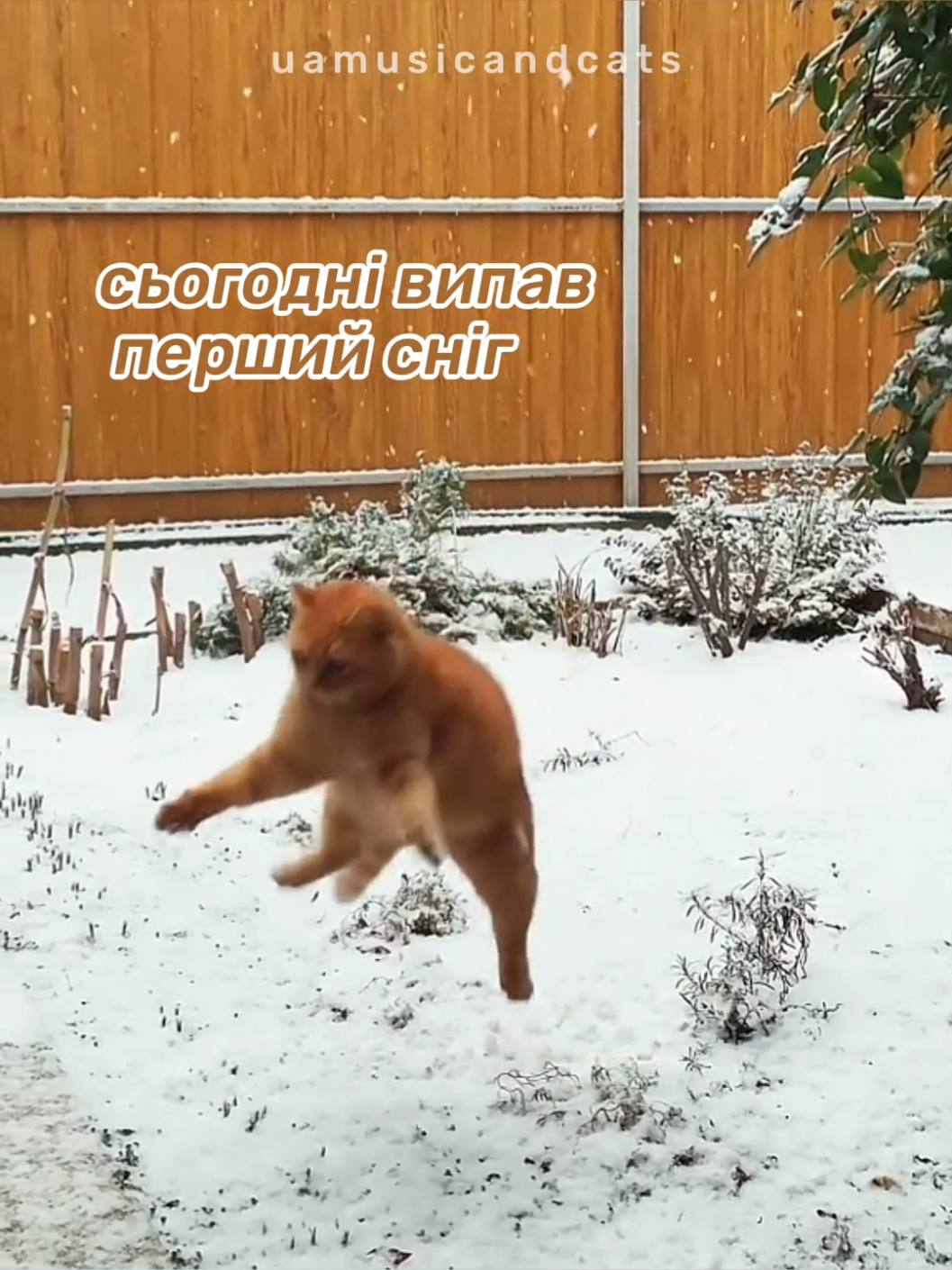 @🎧 музика і котики 🐱