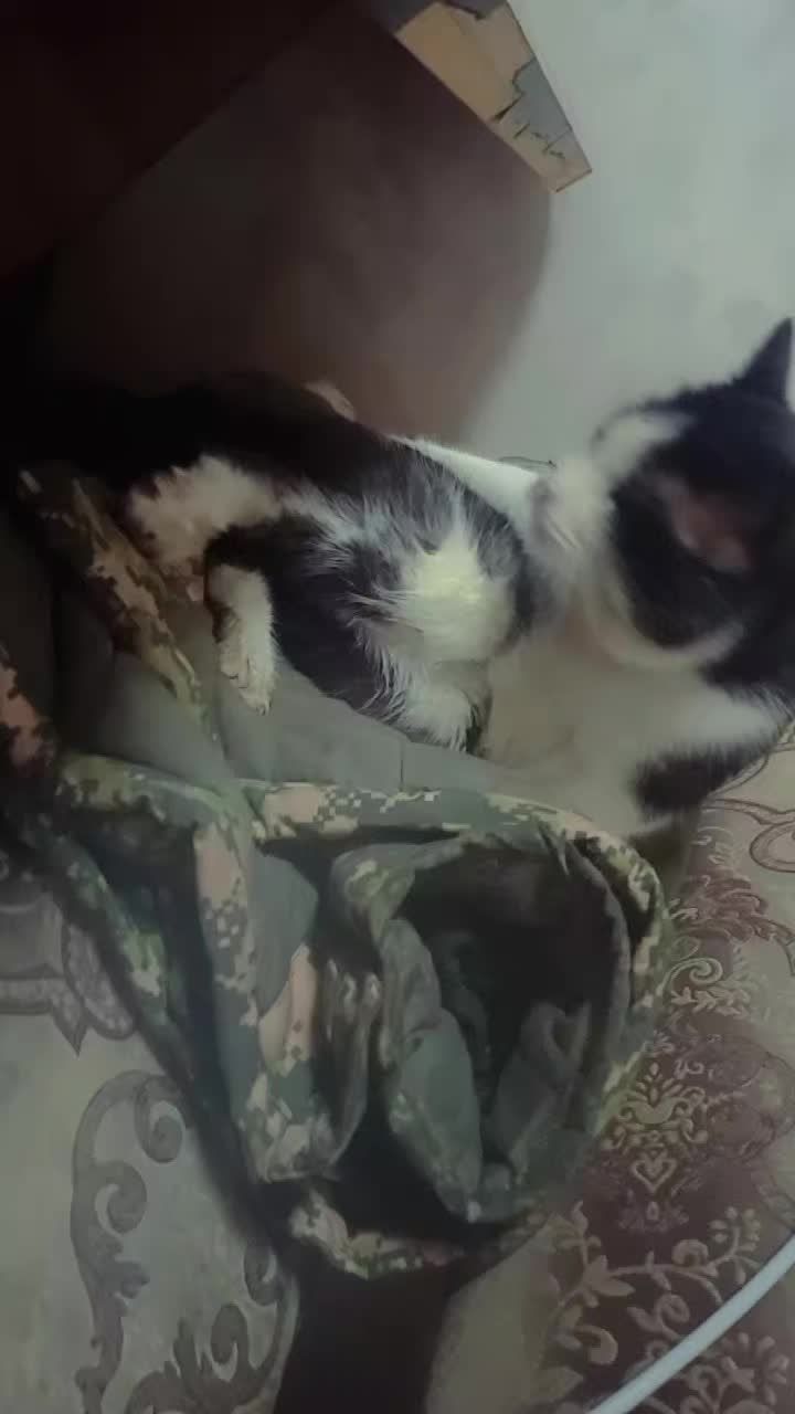 @Мукабай 🐈