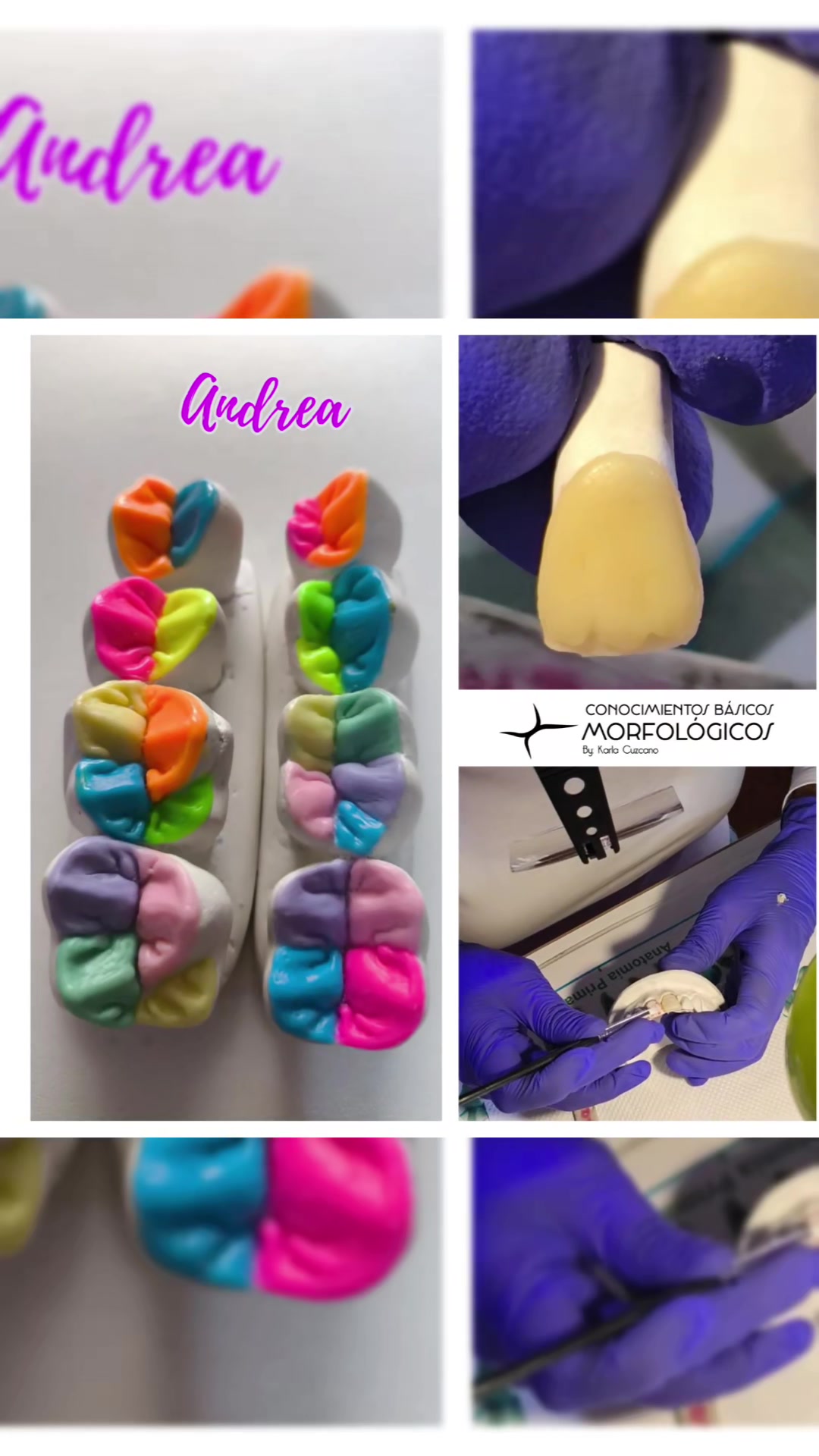 @CBM MORFOLOG&Iacute;A DENTAL
