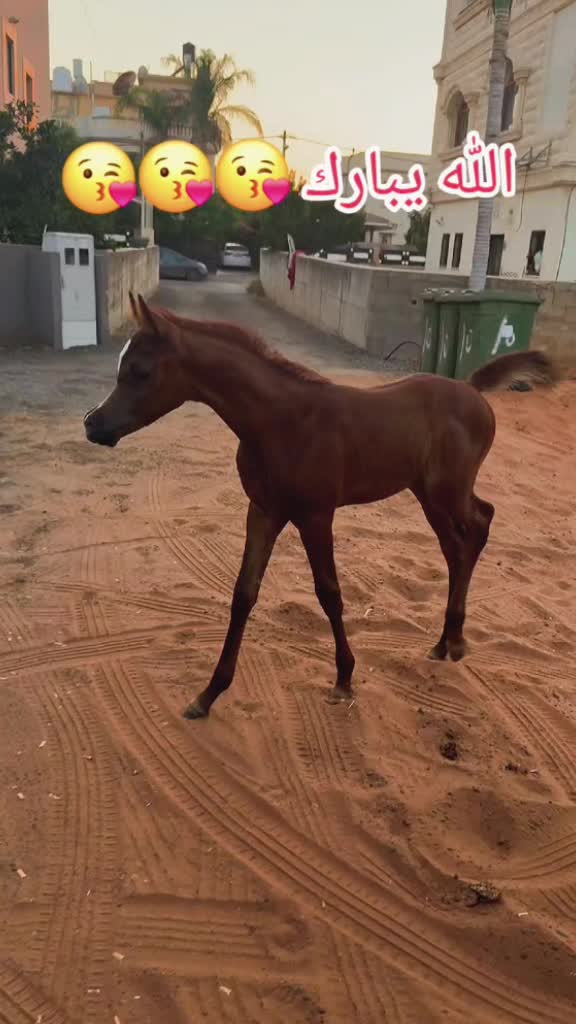@🐎عوده لتوزيع مستلزمات الخيو🐎