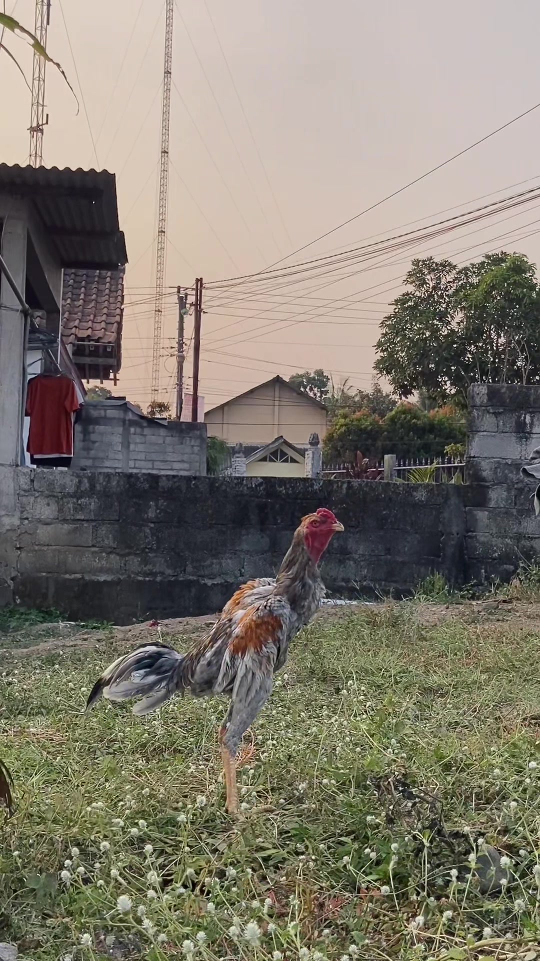@dana pelajar
