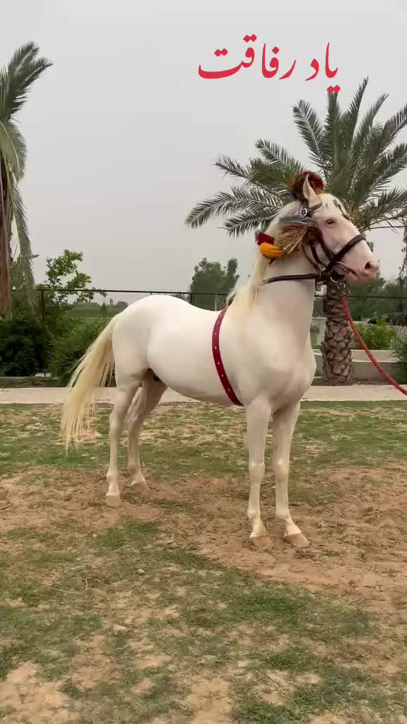 @Farasat Ali Ranjha Awan