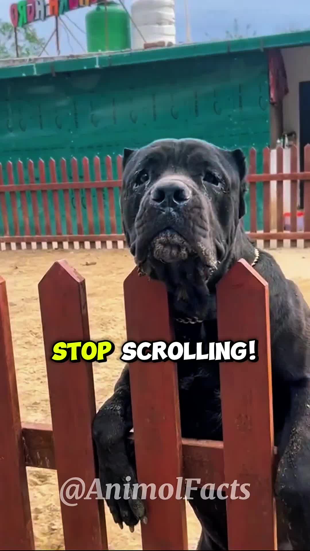 @animolfacts