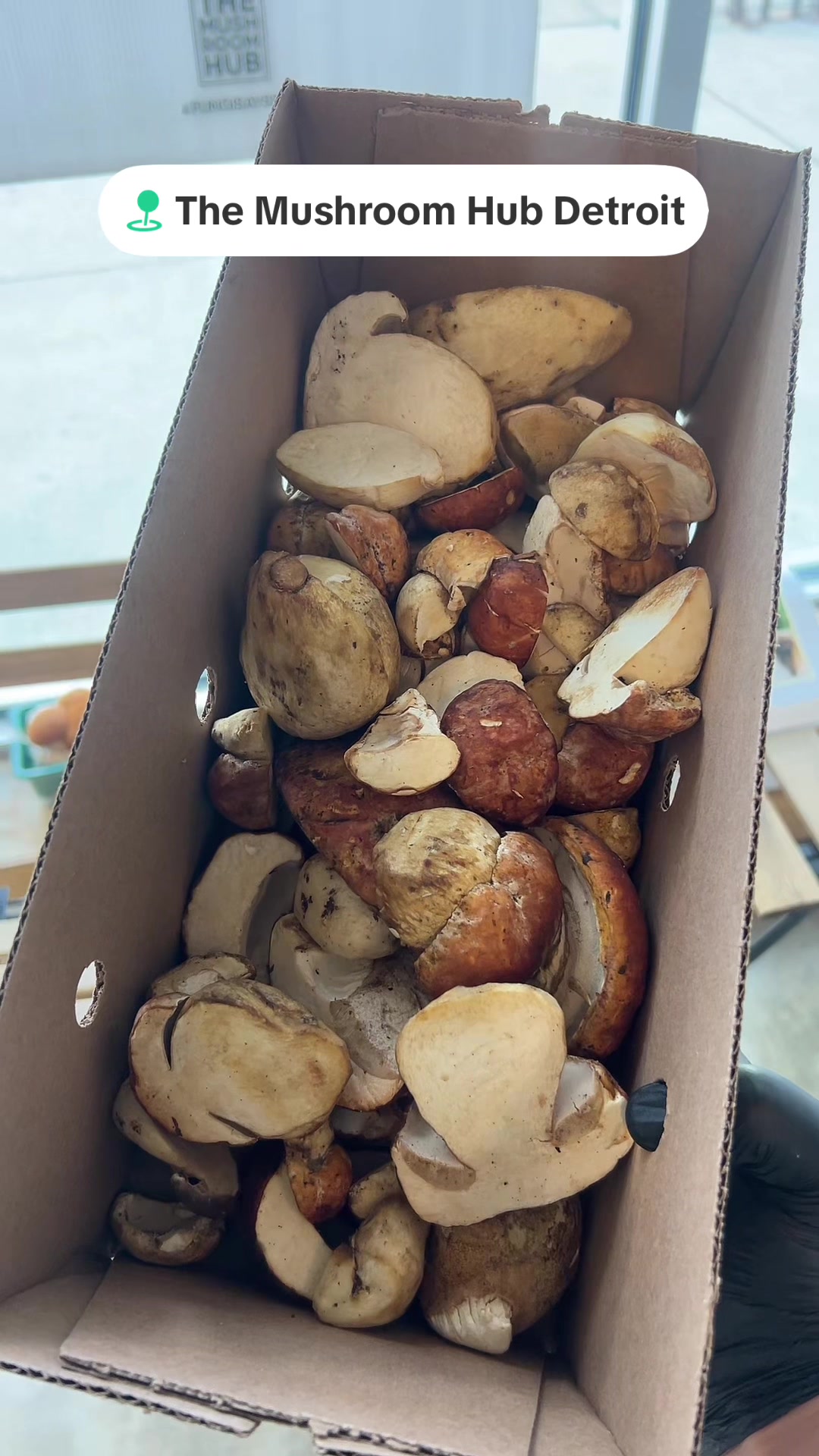 @The Mushroom Hub