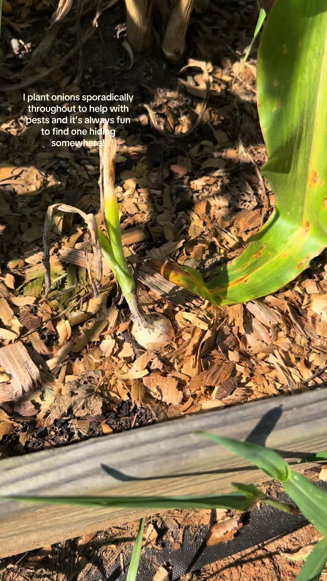 @emmaplantsstuff