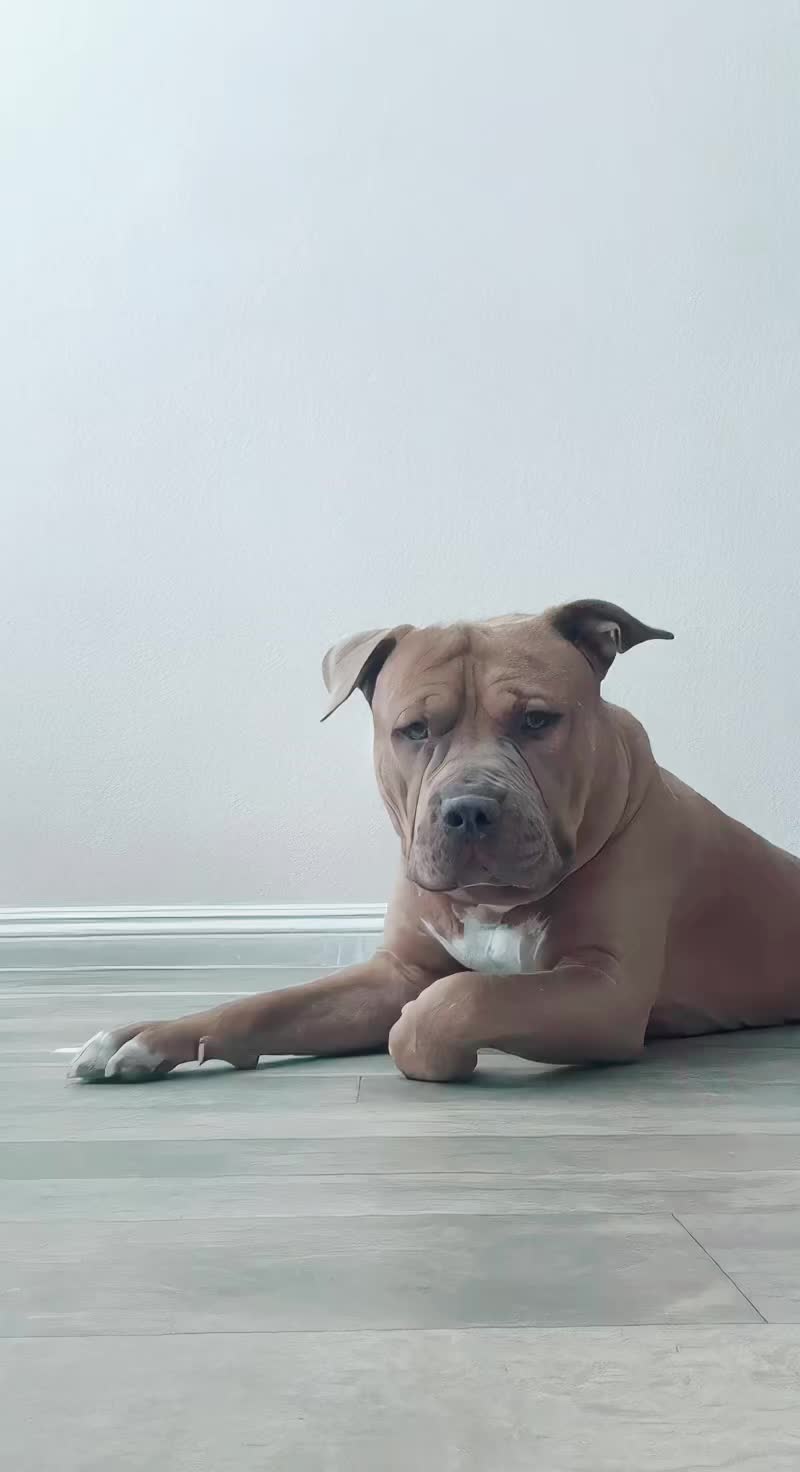 @Drake the Pitbull