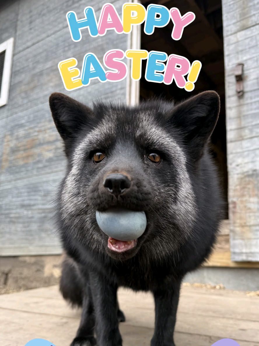 @saveafox
