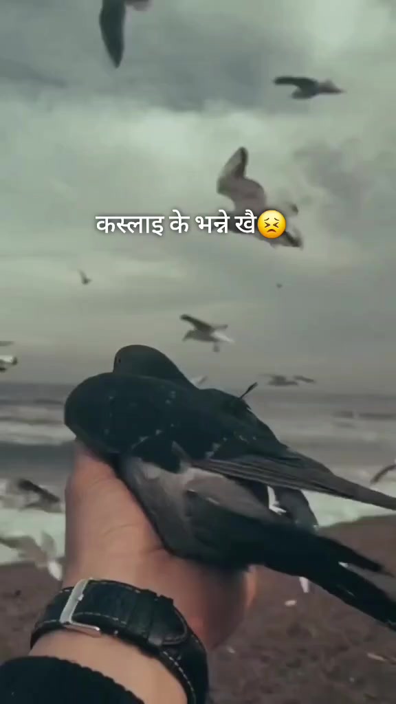 @@बिमल थापा क्षेत्री_18