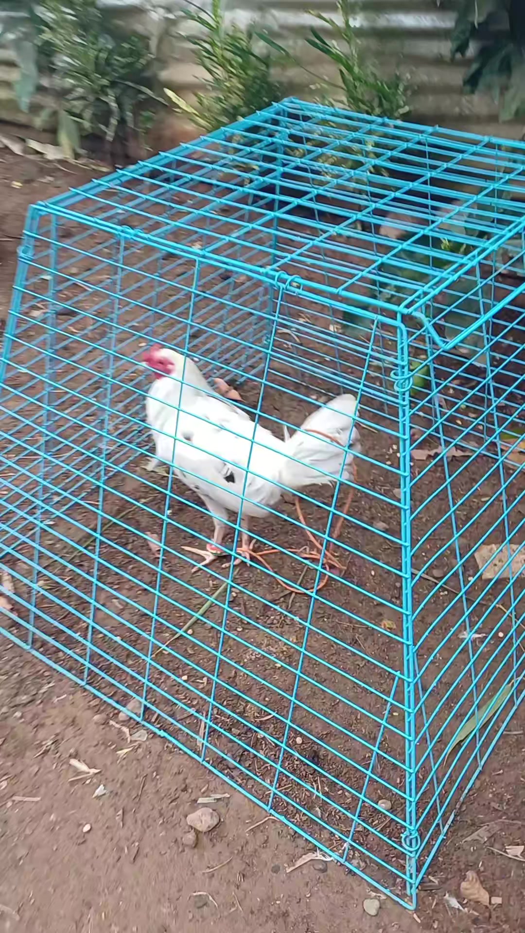 @6ix 2wo 1ne GameBirds