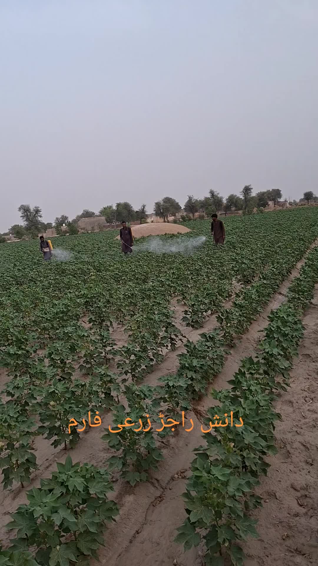 @رمضان راجڑ 294