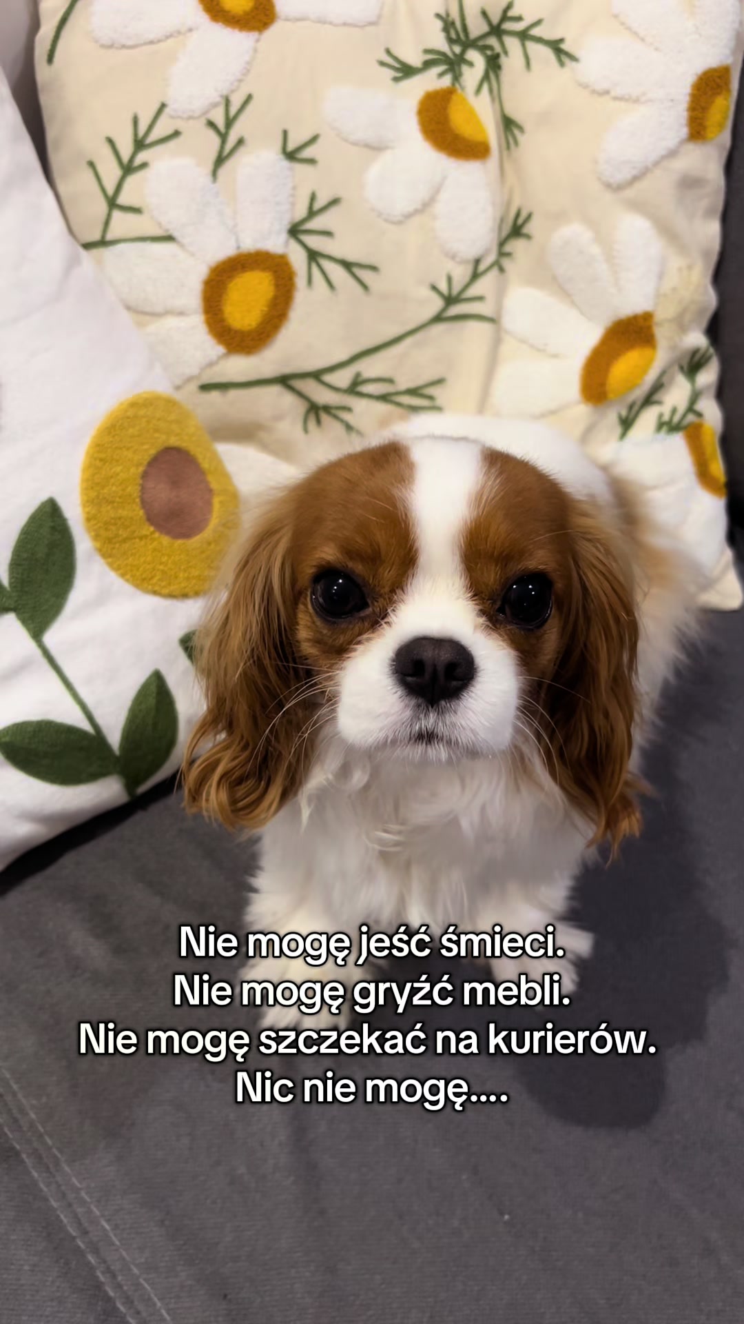@Lilly Cavalier 🐶