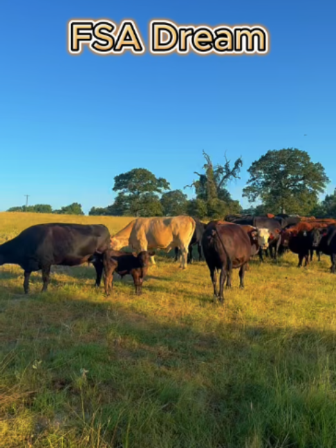 @Rutherford Land and Cattle
