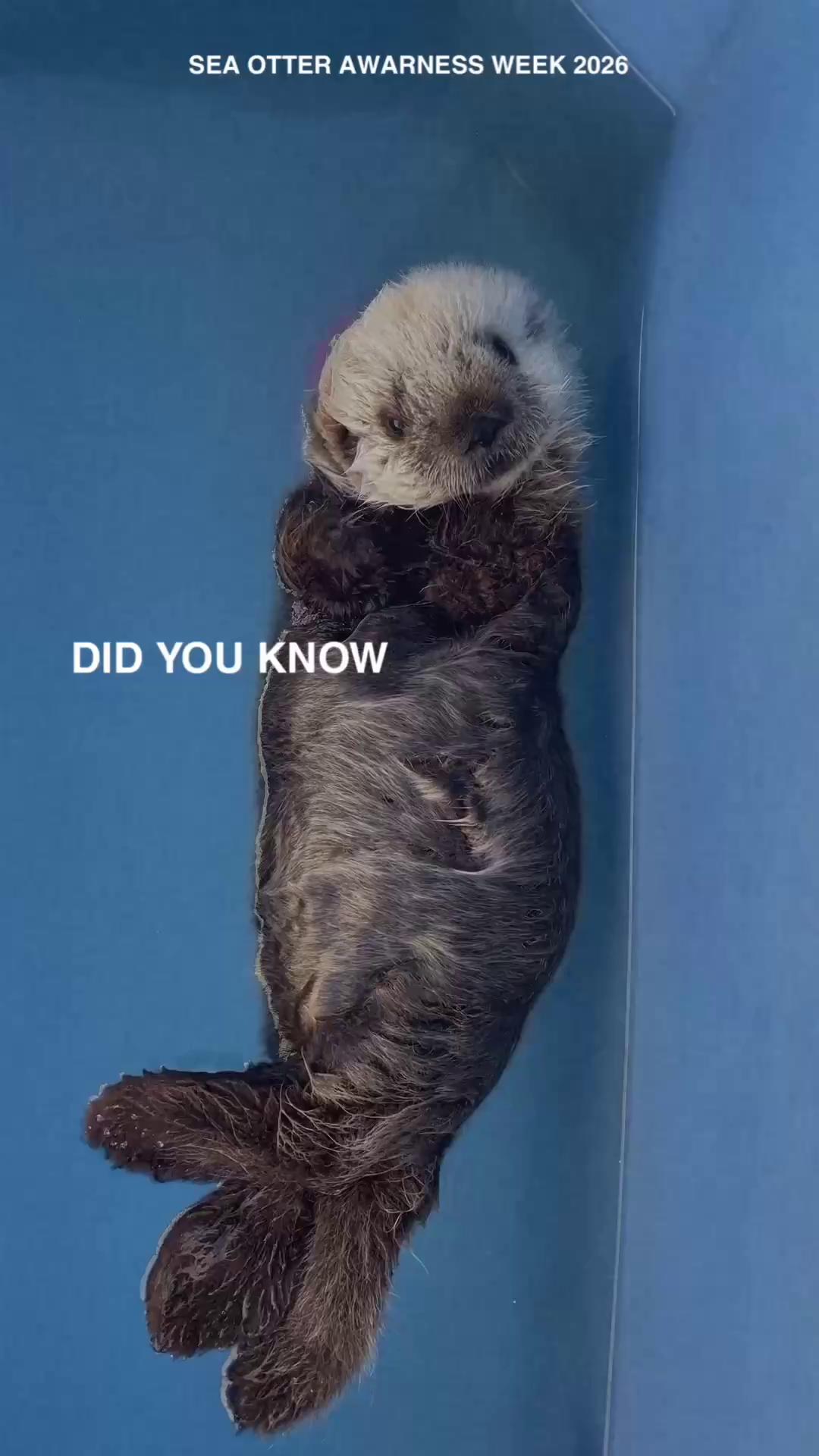 @Marine Mammal Rescue Society