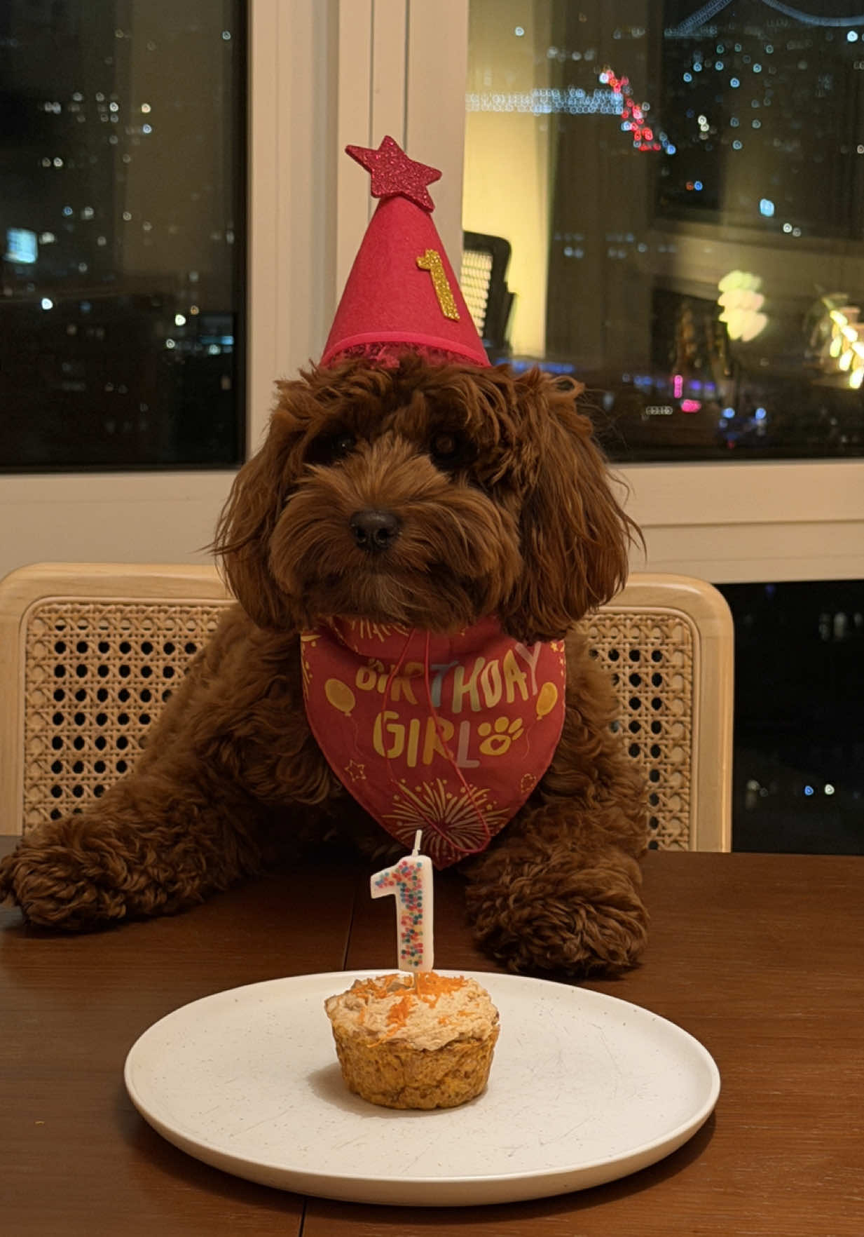 @Lilo The Cockapoo